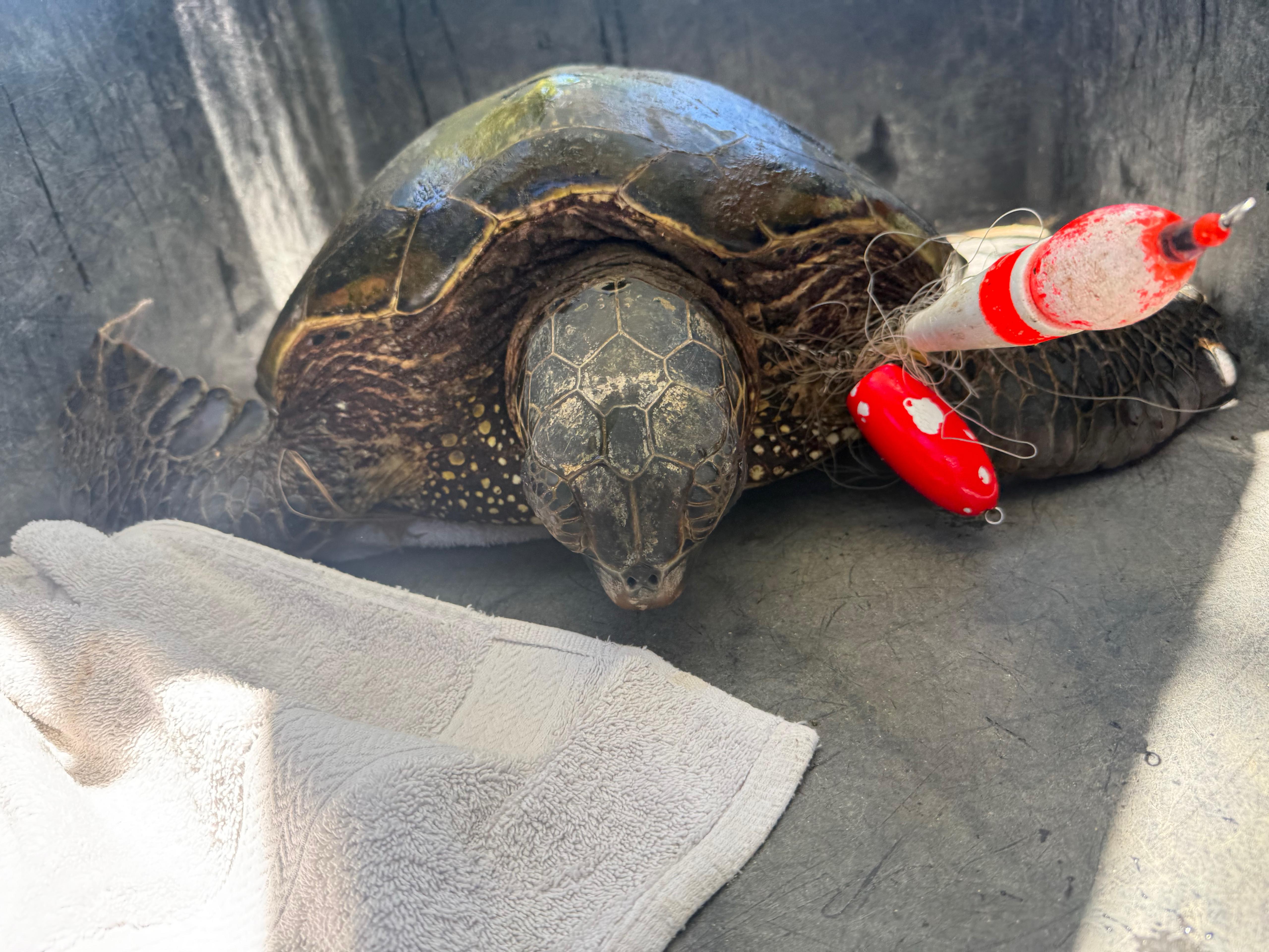 An injured sea turtle
